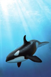 Orca