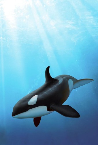 Orca