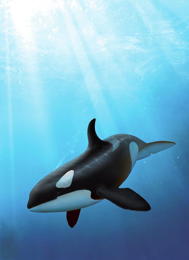 Orca